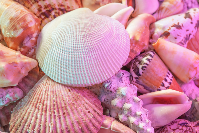 粉色的海贝和海螺素材