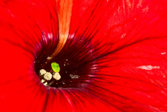 红色鲜花的花蕊摄影图