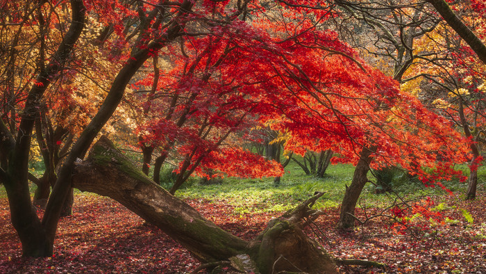 秋季红色枫树林风景
