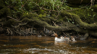户外山间河流中的秋沙鸭