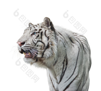 简约白色老虎摄影图