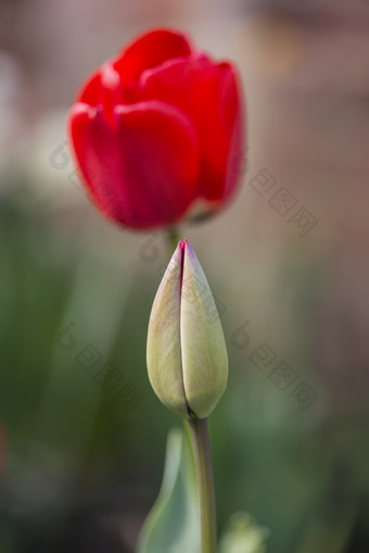 红色郁金香花朵摄影图