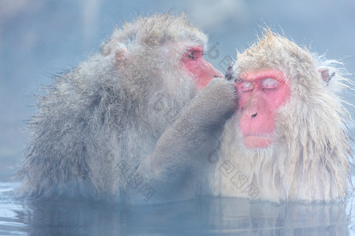 泡温泉的猴子摄影图
