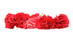 红色花朵花卉摄影图