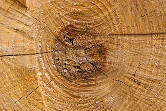 棕色木材截面年轮纹理