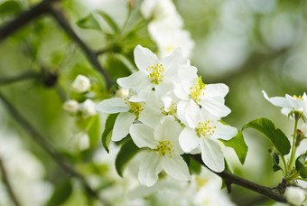 白色花卉花朵摄影图