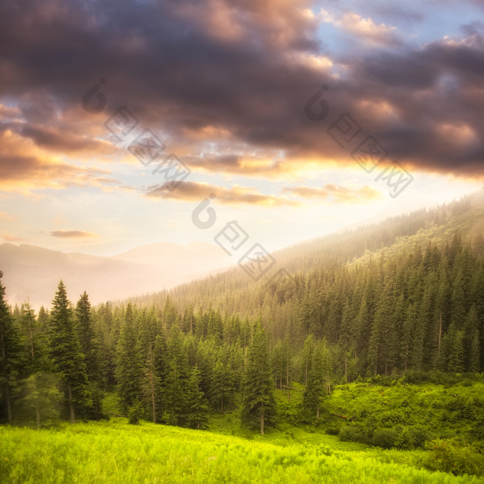 黄昏云彩下的森林风景