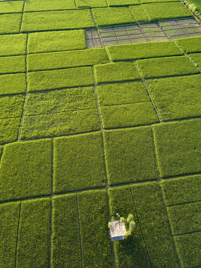 绿色调现代化农业摄影图