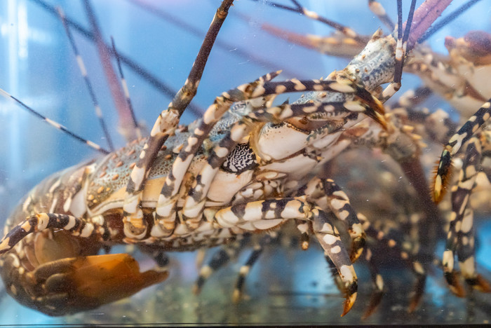 海鲜食料龙虾元素