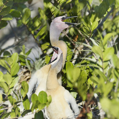 绿色调树丛中的鸟摄影图