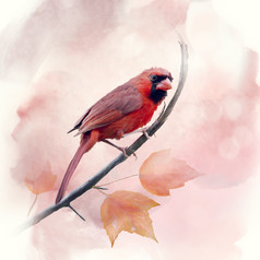 红色水彩小鸟摄影图
