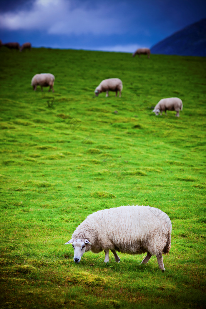 绿色调草地中的羊摄影图