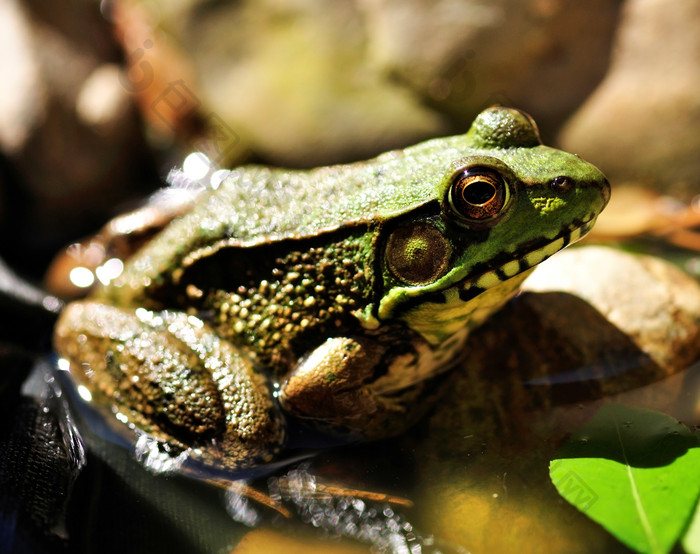 暗色调池塘中的青蛙摄影图