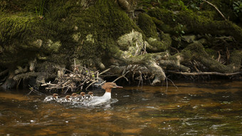 河水里<strong>戏水</strong>的小鸭子