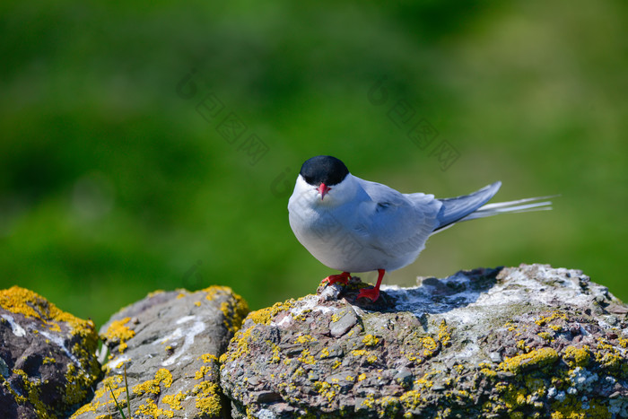 一只石头上的白色小鸟