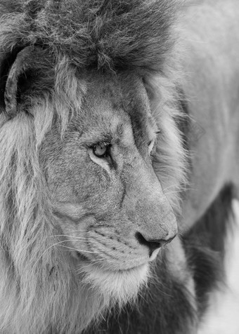 眼神犀利的狮子摄影图