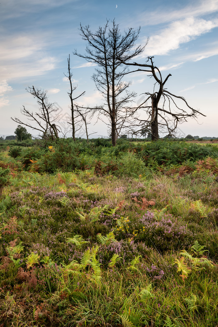野外草地上的枯树树木素材免费下载,本次作品主题是摄影图,使用场景是