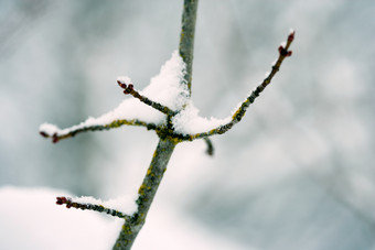 简约枝头的雪摄影图