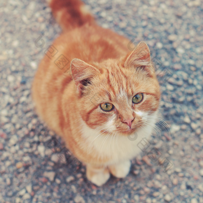 地面上可爱的猫咪