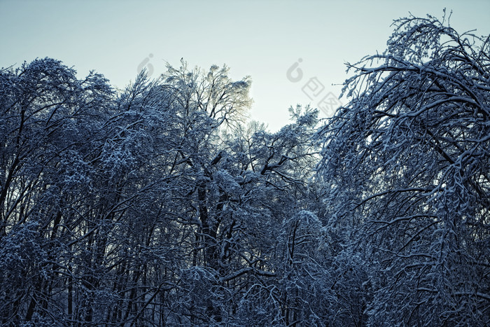 蓝色调冬天的树林摄影图