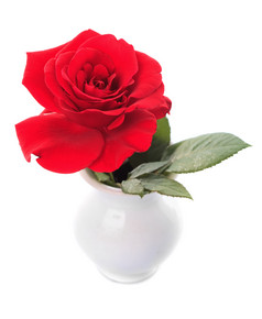 花瓶里的红玫瑰花卉