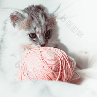粉色<strong>毛线</strong>和小猫摄影图