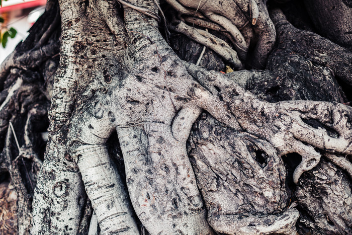 树根木材根部摄影图