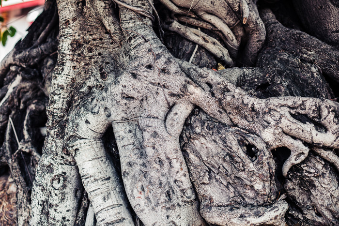 树根木材根部摄影图