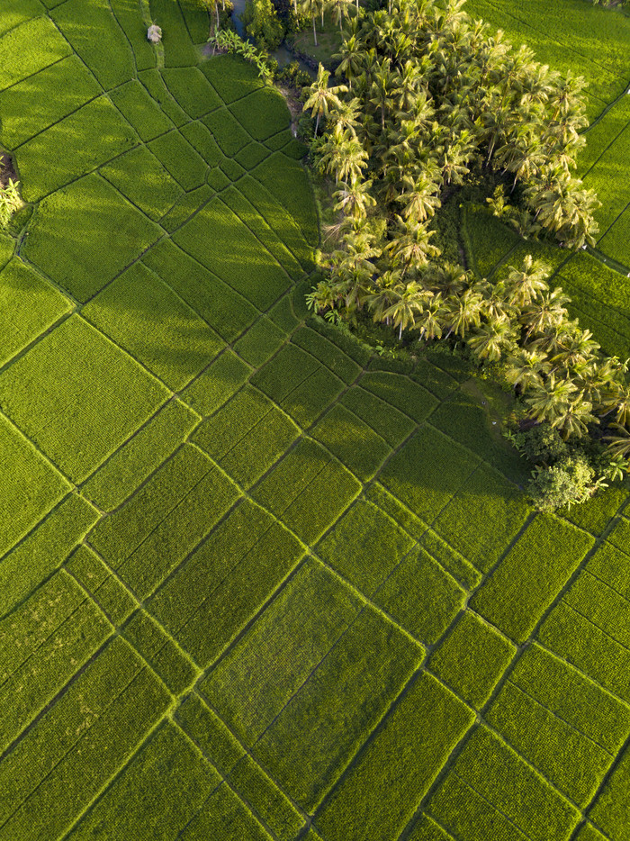 绿色现代化农业摄影图