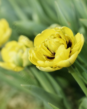 绿色调美丽<strong>花草</strong>摄影图