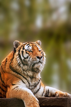 深色调一个老虎摄影图
