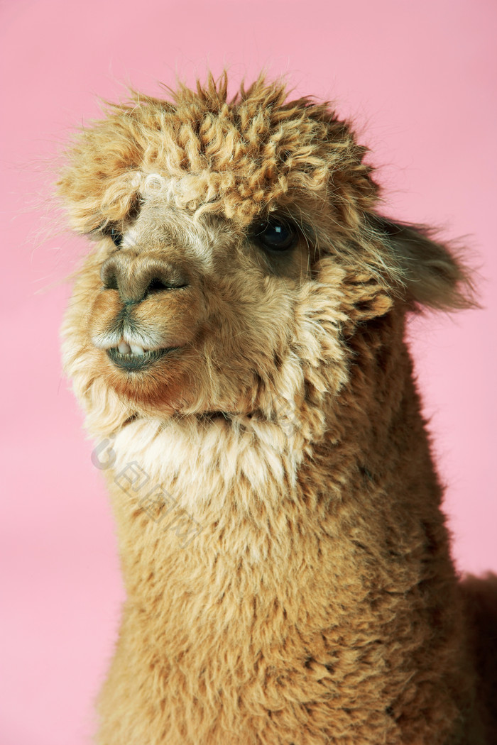 粉色调一只骆驼摄影图