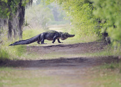 绿色调树林中的鳄鱼摄影图