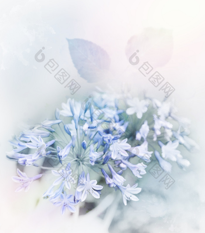 淡雅的蓝色花朵摄影图