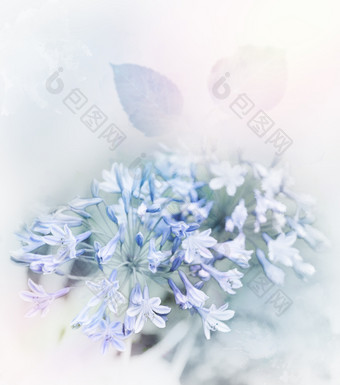 淡雅的蓝色花朵摄影图
