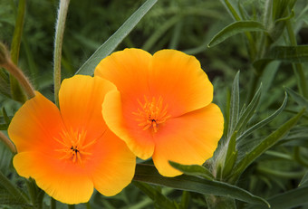 草地上的橙色小花