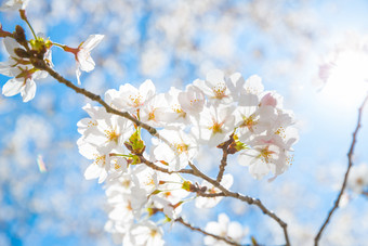 一株<strong>粉色的</strong>桃花摄影图