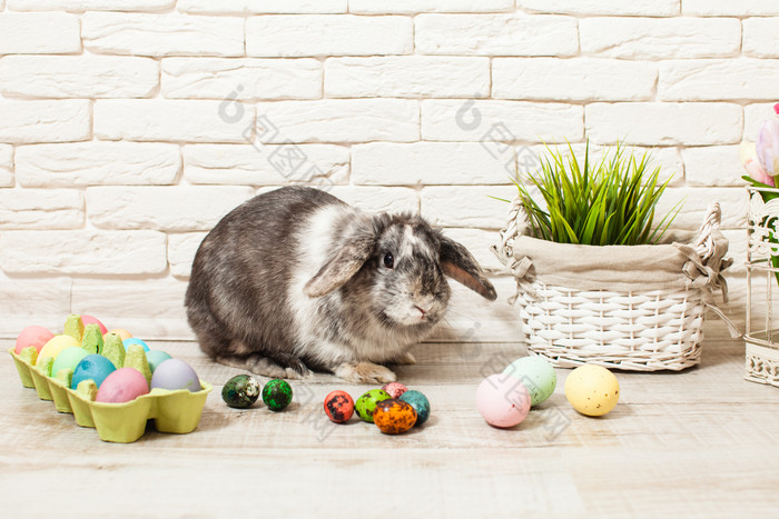 兔子和彩蛋摄影图