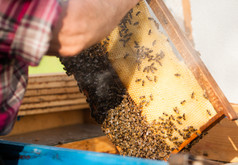 蜂巢上养殖的蜜蜂