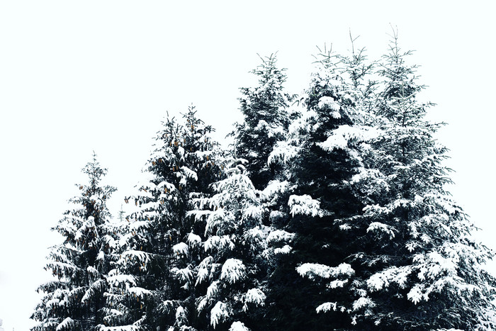 树木上的积雪白雪