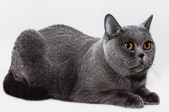灰色调趴着的猫摄影图