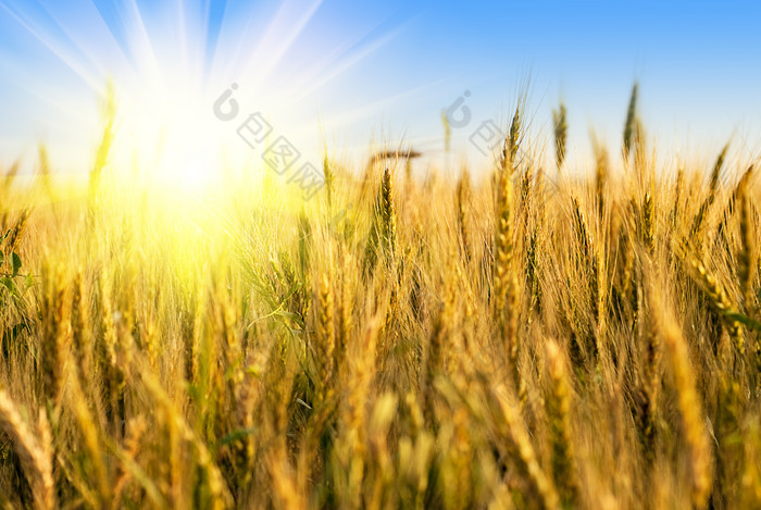 阳光下的麦子摄影图