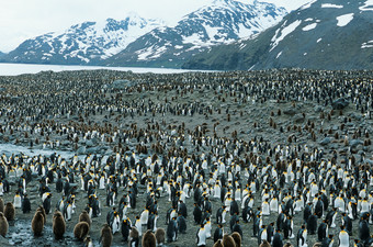 南极站立的企鹅动物