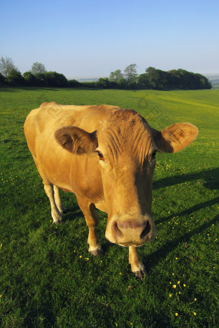 清新可爱的小牛摄影图