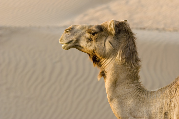 沙漠上的骆驼摄影图