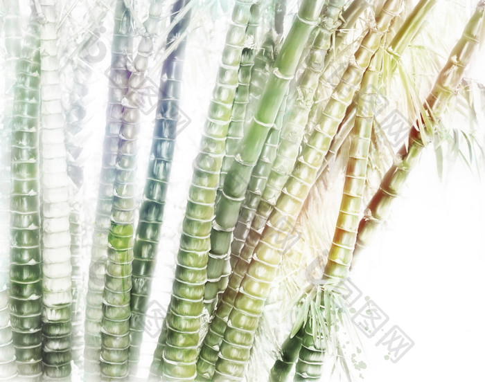 绿色竹子植物摄影图