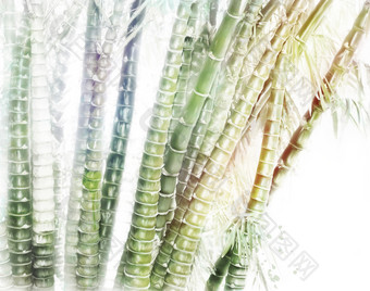 绿色竹子植物摄影图