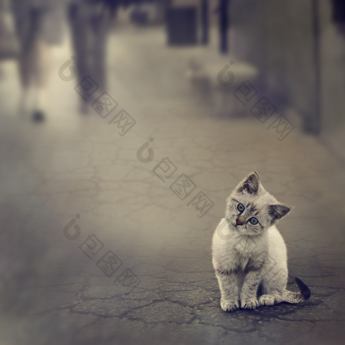 街道上可爱的小猫