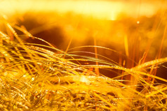 阳光下的黄色荒草摄影图
