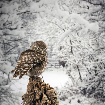 冬季落满积雪的树枝和小鸟